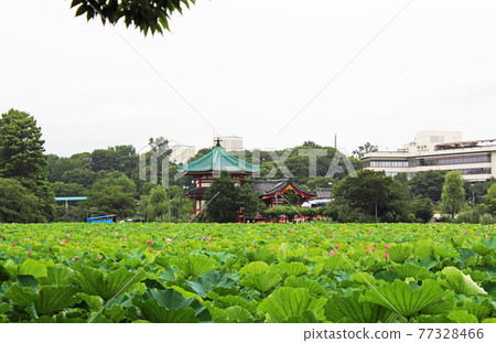 Lotus in Shinobazu Pond in Ueno Park 77328466