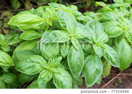 Basil field 77328468