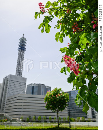 Red Horse Chestnut in Minato Mirai, Yokohama Red Horse Chestnut in Minato Mirai, Yokohama 77328545