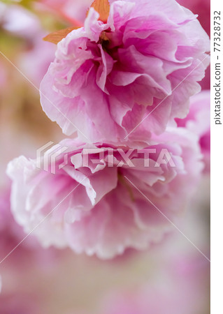 Two beautiful spring cherry blossoms and background bokeh Two beautiful spring cherry blossoms and background bokeh 77328732