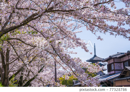 京都九路櫻桃和八坂塔 77328786