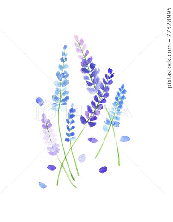 薰衣草水彩 薰衣草水彩 77328995