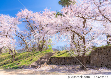 《Fukushima Prefecture》 Sakura in Tsuruga Castle Park 《Fukushima Prefecture》 Sakura in Tsuruga Castle Park 77329453