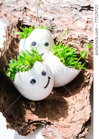Fresh micro greens. Microgreens of arugula and cress grow in white egg shell with funny faces on tree bark. Sprouts. Seedlings without plastic. Growing microgreens at home 77329722