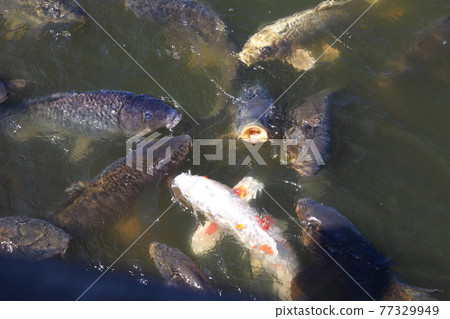 中國園林中的鯉魚 中國園林中的鯉魚 77329949