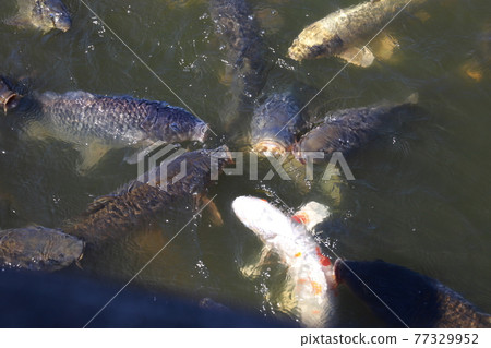 中國園林中的鯉魚 中國園林中的鯉魚 77329952