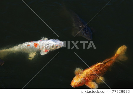 中國園林中的鯉魚 77329953