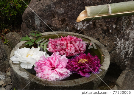 Peony flowers blooming in Sonkyo 77330006