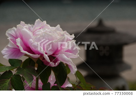 Peony and lantern 77330008