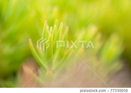 Healing world succulents 77330056