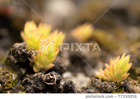 Healing world succulents 77330058