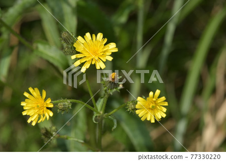 Three-wheeled picris flower 77330220