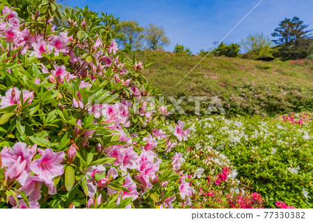 (靜岡)東伊豆/小室山杜鵑盛開 (靜岡)東伊豆/小室山杜鵑盛開 77330382