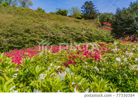 (靜岡)東伊豆/小室山杜鵑盛開 (靜岡)東伊豆/小室山杜鵑盛開 77330384
