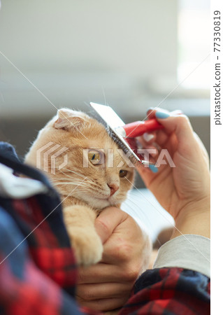 Woman hold British redhead cat and combs it fur at home. 77330819