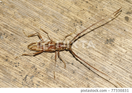 Kimikiri Madara Miyama 77330831