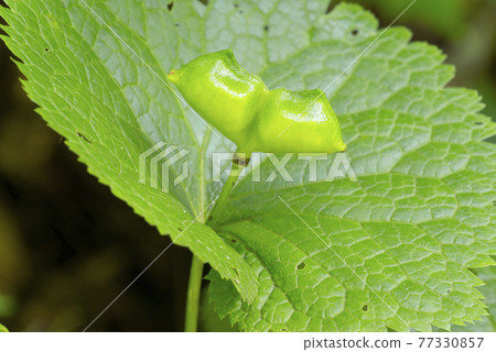 Shirane-aoy札幌市 77330857