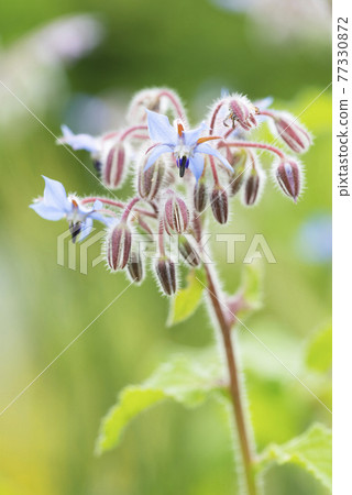 Borage Takino Suzuran Hillside Park 77330872