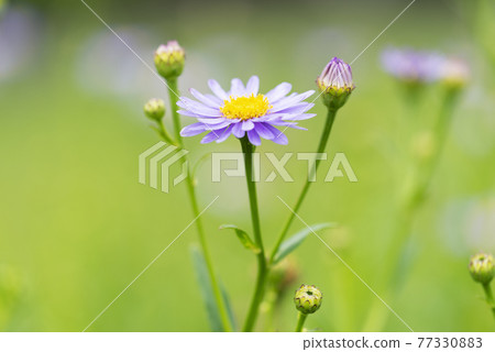 Chosen Yomena Takino Suzuran Hillside Park 77330883