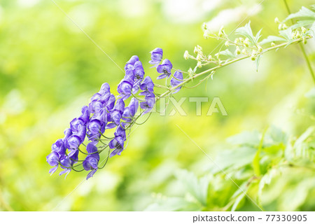 Ezo aconite, Takino Suzuran Hillside Park 77330905