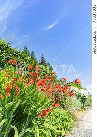 Crocosmia Yurigahara Park Crocosmia Yurigahara Park 77330932