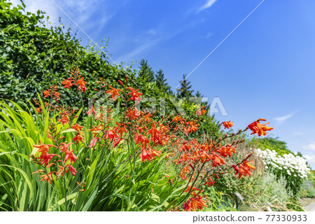 Crocosmia Yurigahara Park Crocosmia Yurigahara Park 77330933
