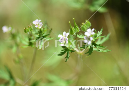 美國Furo（亞業餘風露） 77331324