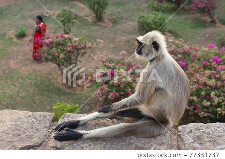 a monkey is sitting on a stone, in the background is an Indian woman in a red sari a monkey is sitting on a stone, in the background is an Indian woman in a red sari 77331737
