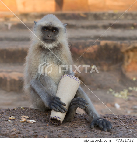 monkey langur hanuman sits on a stone and looks into the camera, close-up monkey langur hanuman sits on a stone and looks into the camera, close-up 77331738