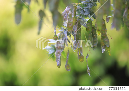 Mimosa acacia seeds Mimosa acacia seeds 77331831