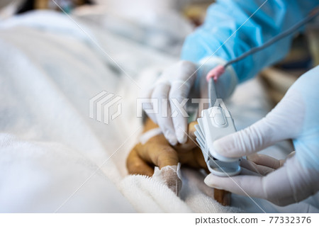 Asian patient's hand with an attached pulse oximeter on finger for monitoring,doctor measuring pulse rate and oxygen saturation,seriously ill,patient in a coma infected with Coronavirus or COVID-19 77332376