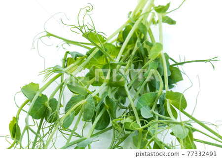 bunch of freshly cut green pea sprouts micro greens bunch of freshly cut green pea sprouts micro greens 77332491