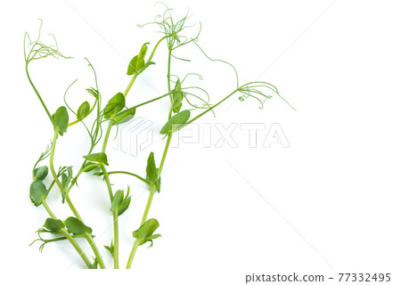 pea sprouts with tendrils lying flat pea sprouts with tendrils lying flat 77332495