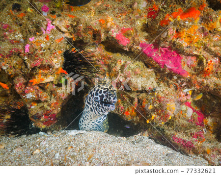 Nisegoishi Utsubo lurking in coral reefs (Richeryu Rock, Surin Marine National Park, Kingdom of Thailand) 77332621
