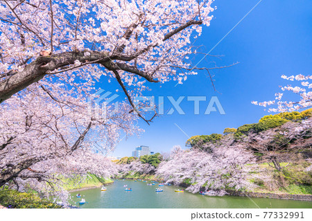 《東京》櫻花名胜千鳥淵 77332991