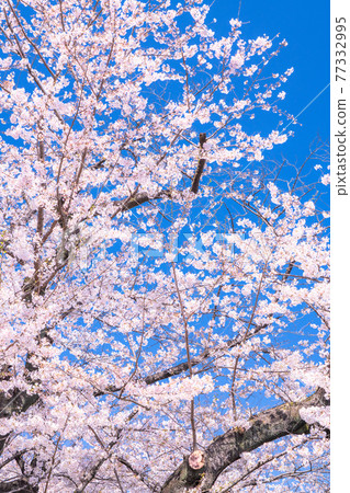 《東京》櫻花名胜千鳥淵 77332995