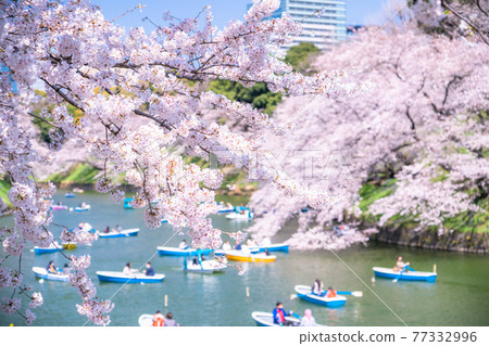 《東京》櫻花名胜千鳥淵 77332996