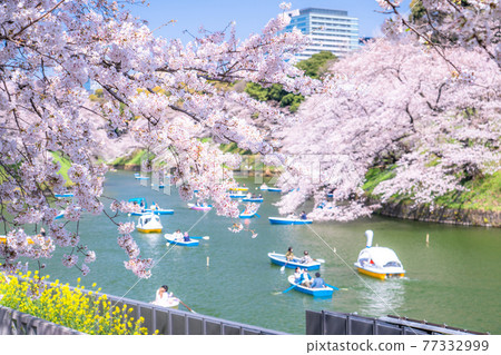 << Tokyo >> Chidorigafuchi, a famous place for cherry blossoms << Tokyo >> Chidorigafuchi, a famous place for cherry blossoms 77332999