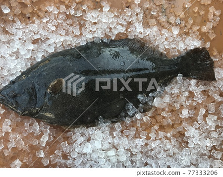 比目魚 比目魚 77333206