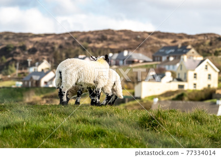 Cute blackface sheep lambs in a field in County Donegal - Ireland 77334014