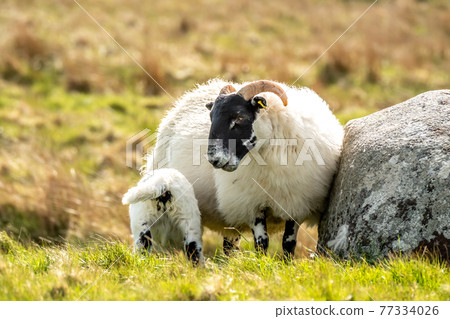 A blackface sheep family in a field in County Donegal - Ireland A blackface sheep family in a field in County Donegal - Ireland 77334026