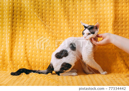 Woman Stroking White Devon Rex Cat. Short-haired Cat Of English Breed On Yellow Plaid Background. Shorthair Pet Woman Stroking White Devon Rex Cat. Short-haired Cat Of English Breed On Yellow Plaid Background. Shorthair Pet 77334442