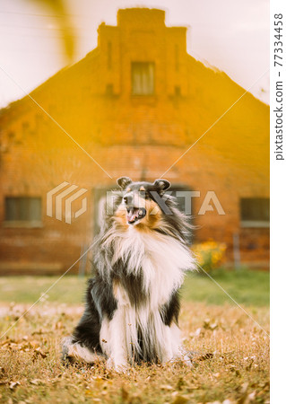 Tricolor Rough Collie, Funny Scottish Collie, Long-haired Collie, English Collie, Lassie Dog Posing Outdoors Near Old House Tricolor Rough Collie, Funny Scottish Collie, Long-haired Collie, English Collie, Lassie Dog Posing Outdoors Near Old House 77334458