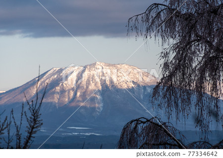 垂枝櫻花與黑姬山 垂枝櫻花與黑姬山 77334642