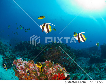 Pennant coralfish swimming in coral reefs (Rangiroa, Tuamotus, French Polynesia) 77334722