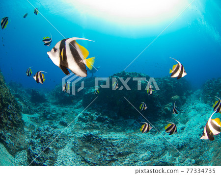 A flock of pennant coralfish swimming in a coral reef (Rangiroa, Tuamotus, French Polynesia) 77334735