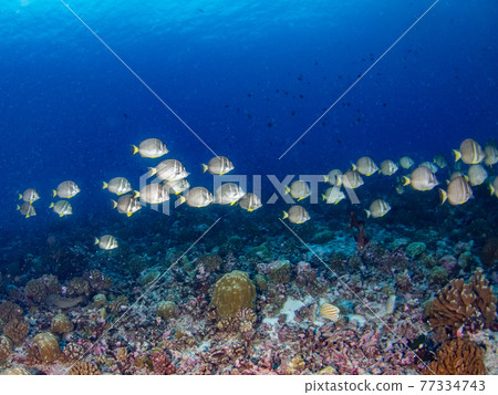 A flock of sesame seeds swimming on a coral reef (Rangiroa, Tuamotus, French Polynesia) A flock of sesame seeds swimming on a coral reef (Rangiroa, Tuamotus, French Polynesia) 77334743