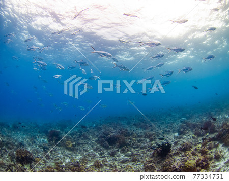 Pompano herd (Rangiroa, Tuamotus, French Polynesia) Pompano herd (Rangiroa, Tuamotus, French Polynesia) 77334751