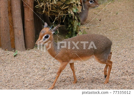 Dikdiki is a genus of miniature bovids, belonging to the subfamily of true antelopes. Dikdiki are common in savannas and semi-deserts of central and eastern Africa. Dikdiki is a genus of miniature bovids, belonging to the subfamily of true antelopes. Dikdiki are common in savannas and semi-deserts of central and eastern Africa. 77335012