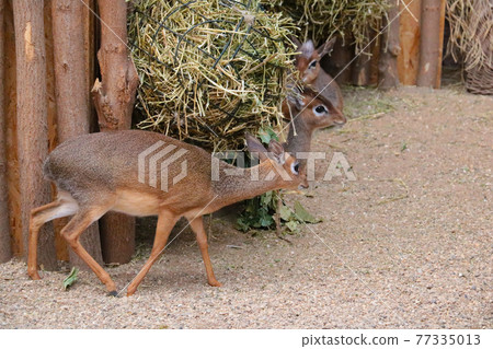Dikdiki is a genus of miniature bovids, belonging to the subfamily of true antelopes. Dikdiki are common in savannas and semi-deserts of central and eastern Africa. Dikdiki is a genus of miniature bovids, belonging to the subfamily of true antelopes. Dikdiki are common in savannas and semi-deserts of central and eastern Africa. 77335013